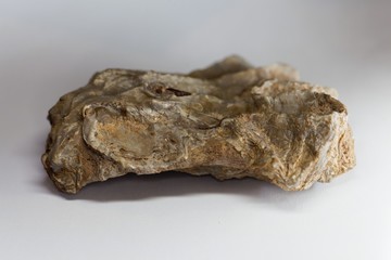 The fossil oyster Lopha marshi, from the middle Jurassic of southern Germany