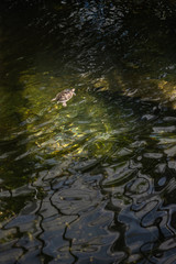 Turtle in pond water waves small baby space for text minimalistic dark