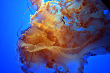 Fototapeta premium Jellyfish tentacles with the red tent