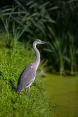 Grey heron, Ardea cinerea