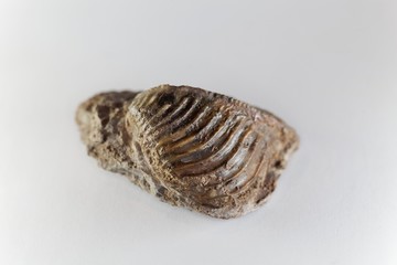 The fossil conch Trigonia costata, from the middle Jurassic of Germany.