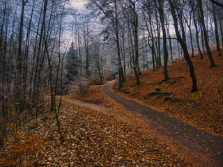autumn walk forest path under warm sunlight