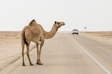 Arabian camel crossing the asphalt road among desert