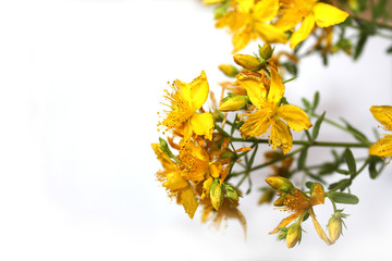 Saint John's wort bio organic isolated on the white background. Blooming in mountains on the sea side Mediterranean Sea. Dalmatia.