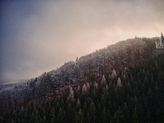 aerial view of Pine trees forest on cold winter morning