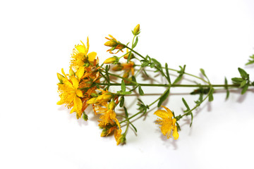 Saint John's wort bio organic isolated on the white background. Blooming in mountains on the sea...