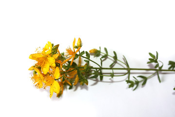 Saint John's wort bio organic isolated on the white background. Blooming in mountains on the sea side Mediterranean Sea. Dalmatia.