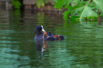 Fulica atra, coot feeding the chicks.