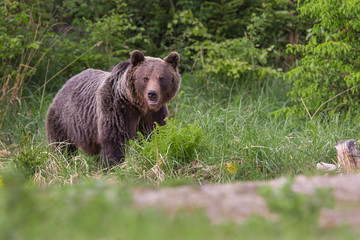  Brown bear (Ursus arctos) in the forest