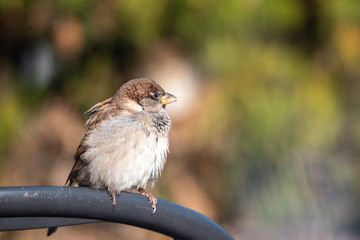 House Sparrow Passer domesticus on a chair metal city urban small bird sharp focus bokeh space for text green leaves