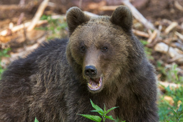 European Brown Bear, [Ursus arctos]