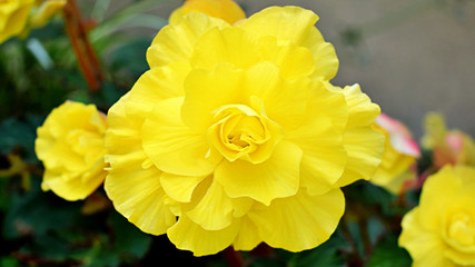 Begonia flower. Yellow begonia