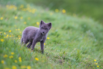Arctic fox Vulpes lagopus cubs, Iceland...