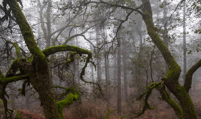 Mystic Old Trees in a winter foggy morning, Geres National Park, Portugal.