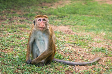 Young female Toque macaque  (Macaca sinica) looks up