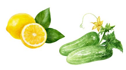 Cucumbers lemon watercolor isolated on white background