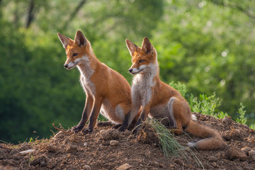 Naklejka na ściany i meble Two wild red foxes