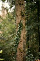 tanne mit Efeu und schönem Bokeh 