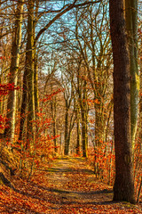 autumn walk forest path under warm sunlight