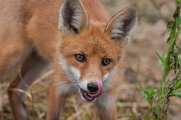 Red Fox portrait,close-up