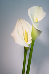 Two beautiful flowers - calla. Flowers with a neon button on a gray background.