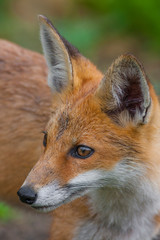Fototapeta premium Red Fox portrait,close-up
