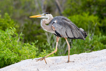 Great Blue Heron