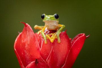 Beautiful Gliding leaf frog (Phyllomedusa spurrelli) on a vivid red flower. Amazing sight, exotic frog in its habitat. Green and yellow frog with big dark, almost black eyes.