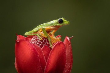 Beautiful Gliding leaf frog (Phyllomedusa spurrelli) on a vivid red flower. Amazing sight, exotic frog in its habitat. Green and yellow frog with big dark, almost black eyes.