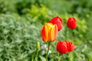 Tulip buds on a background of green grass.