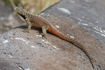 Espanola Lava Lizard of the Galapagos Islands