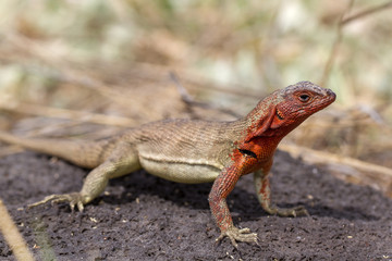 Naklejka na ściany i meble Lava Lizard of Galapagos Islands