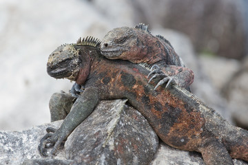 Galapagos Marine Iguana