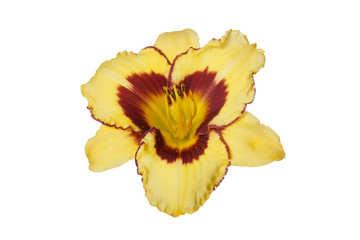 Yellow with red daylily flower isolated on white background.