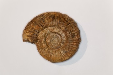 Parkinsonia ammonite from the middle Jurassic of southern Germany.