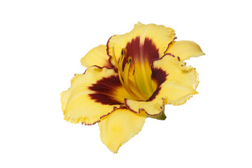 Yellow with red daylily flower isolated on white background.