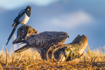 Common buzzard (Buteo buteo)