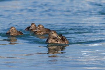 Obraz premium Eider (Somateria mollissima) -female