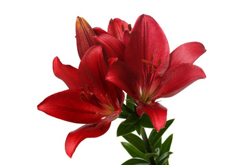 Dark red lily flowers Isolated on a white background.