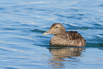 Eider (Somateria mollissima) -female