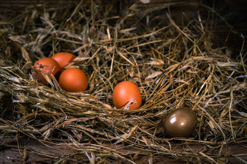 des œufs dont un en or dans le foin sur un plancher