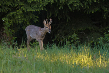 European roe deer (Capreolus capreolus)