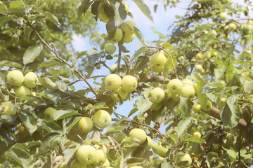 A tree with maturing fruits of a green apple. Vintage fruits rich in vitamins. Fruit trees for the garden. Agroindustrial business. Farm in rural areas. Rich fruits of the earth