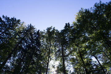 Obraz premium Baumwipfel vor blauem himmel