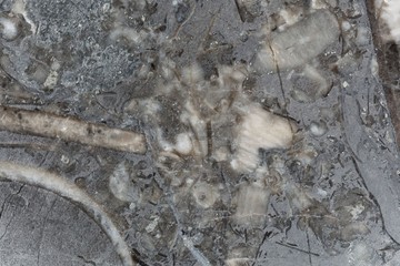 Macro photo of a fossil rich Silurian limestone from Czechia.