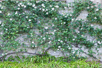 White flowering roses climbing stone wall in an English summer garden .