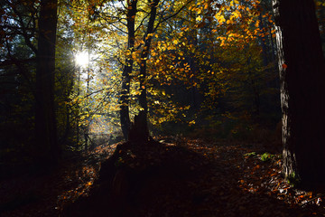 Lichtschein im Wald #2