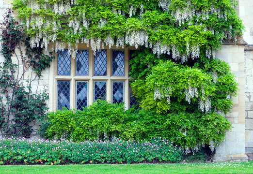 Wisteria with white scented flowers surrounding cottage window, small pink plants hedge at the bottom, in an English garden .
