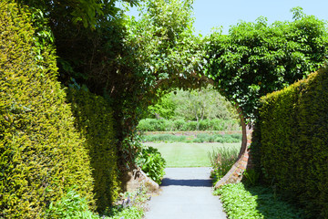 Walking path between yew hedges through a circle gate overgrown by ivy to an open garden in an...