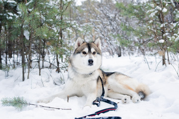 Cute fluffy purebred siberian husky dog lying on snow among trees in the forest